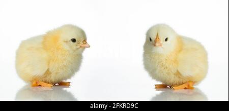 Two baby chicks on white reflecting table Stock Photo