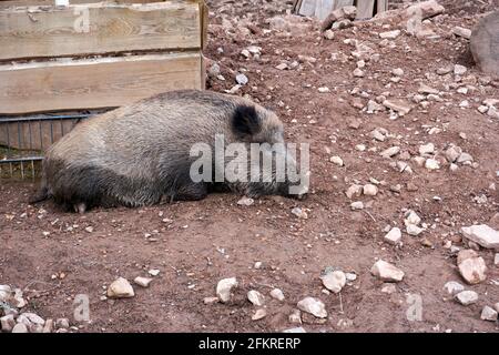 Wild boar lying on the ground in an autumn forest Stock Photo