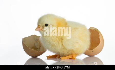Newborn chicks and broken egg shells on white table Stock Photo