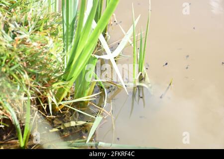 Tadpoles swimming in a pond Stock Photo