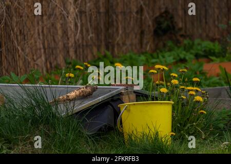 Dandelion flower on spring green fresh garden with grass and fruit trees Stock Photo
