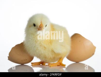 Newborn chicks and broken egg shells on white table Stock Photo