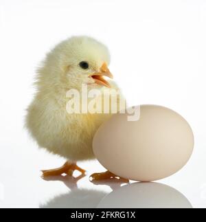 New Born Chick and Egg on the White Table Stock Photo