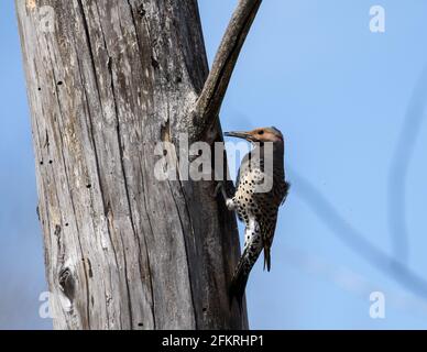 Closeup of Northern Flicker excavating a nest cavity in an old tree in Quebec,Canada. Scientific name is Colaptes auratus. Native to North America Stock Photo