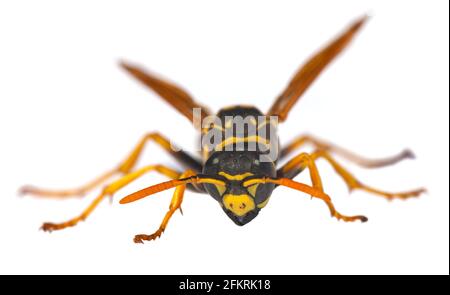 European wasp German wasp or German yellowjacket isolateed on white background in latin Vespula germanica Stock Photo