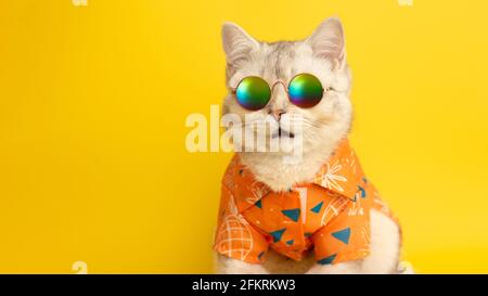 Wide banner of portrait of meowing white British cat wearing sunglasses and orange shirt on yellow background in studio. Stock Photo