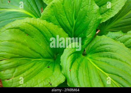 Eastern skunk cabbage (Symplocarpus foetidus), Shade Swamp Sanctuary, Connecticut Stock Photo