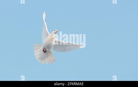 sacred white dove flying in the blue sky, hope, freedom, peace, happiness Stock Photo