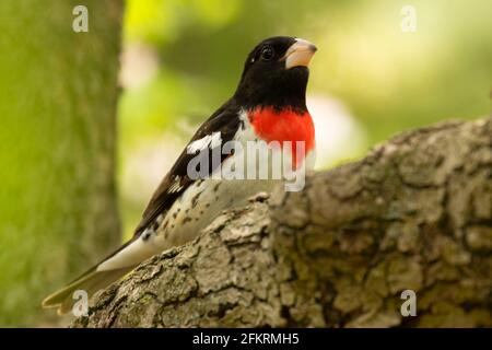 Rose-breasted Grosbeak (Pheucticus ludovicianus), West Hartford, Connecticut Stock Photo