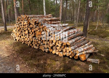 A pile of wood arranged along a forest road. Wood prepared for export. Spring season. Stock Photo