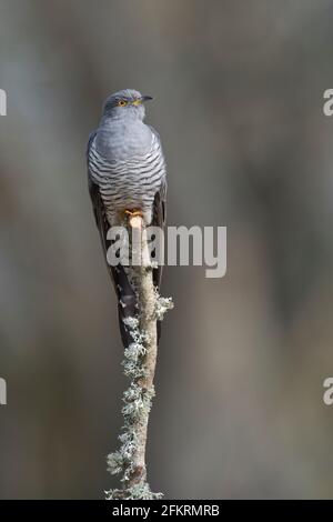 Male common cuckoo (Cuculus canorus) Stock Photo