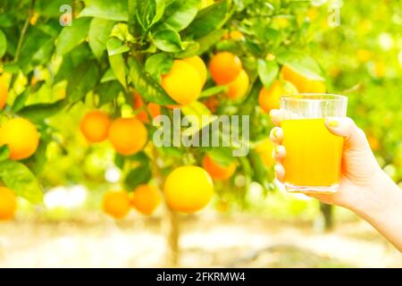 Close up of young woman hands holding glass full of freshly squeezed juice at orange garden, fruit plantation. Branches full of oranges fruitage in su Stock Photo