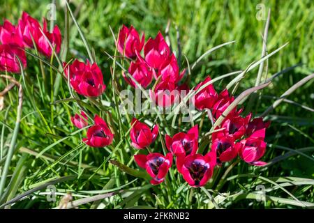The colourful dwarf species tulip 'Little Beauty', bright fuchsia red with blue centre. Stock Photo