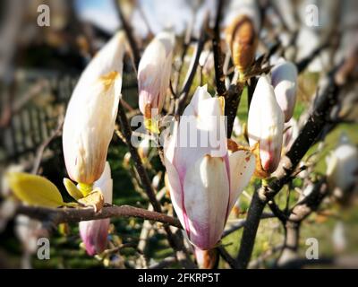 Closeup shot of the closed buds of magnolia flowers Stock Photo