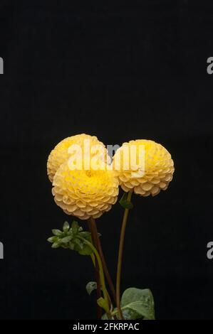 Close up of group of three Dahlia Little Scottie against a black background a Pompon dahlia that has yellow flowers in summer to autumn is fully hardy Stock Photo