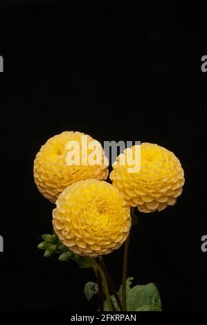 Close up of group of three Dahlia Little Scottie against a black background a Pompon dahlia that has yellow flowers in summer to autumn is fully hardy Stock Photo