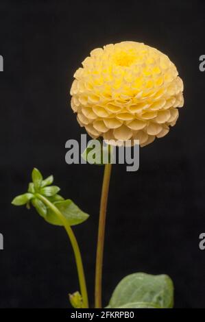 Close up of Dahlia Little Scottie and flower bud against a black background a Pompon dahlia that has yellow flowers in summer and autumn Stock Photo