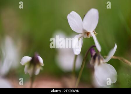 Viola odorata - Violet flowers. March 2021 Stock Photo