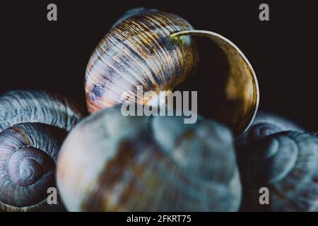 Snail shells in close up. Still life photography in studio. Stock Photo