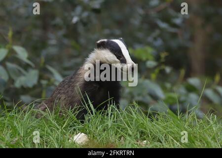 The European badger, also known as the Eurasian badger, is a badger ...