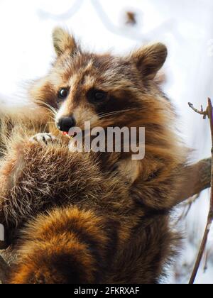 Raccoon in a tree Stock Photo