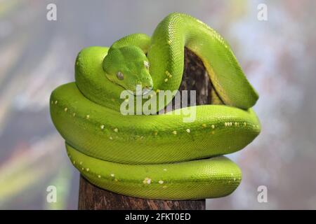 Australian Green Python curled up on tree branch Stock Photo