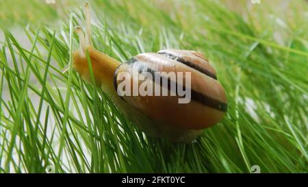 Invertebrate gastropod crawling on the lawn. A grape snail on a green lawn.  Stock Photo