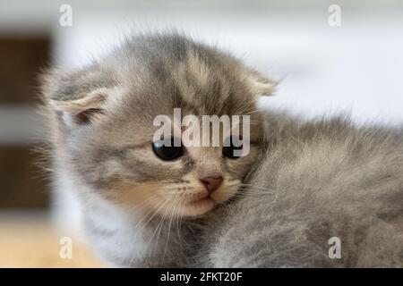 Portrait of a baby cat cat. A cat with floppy ears. kittten Stock Photo