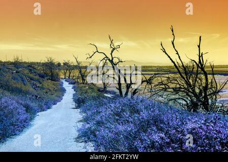 Surrealistic landscape of trees along a footpath with otherworldly and dreamy effects. Stock Photo