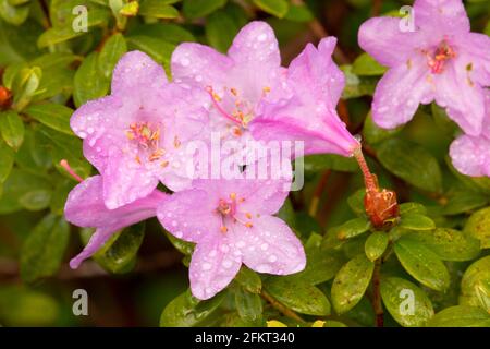 Azalea in bloom, The Rhododendron Garden, Hendricks Park, Eugene, Oregon Stock Photo