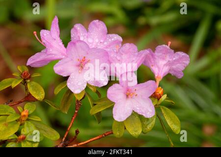 Azalea in bloom, The Rhododendron Garden, Hendricks Park, Eugene, Oregon Stock Photo