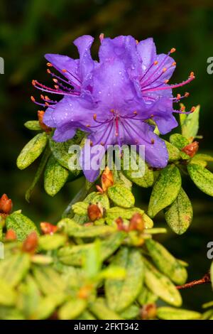 Azalea in bloom, The Rhododendron Garden, Hendricks Park, Eugene, Oregon Stock Photo