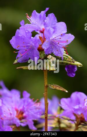 Azalea in bloom, The Rhododendron Garden, Hendricks Park, Eugene, Oregon Stock Photo