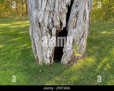 old tree trunk in grassy garden lawn with large squirrels nest at base Stock Photo