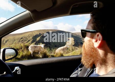 Mid adult man looking at sheep through car window Stock Photo