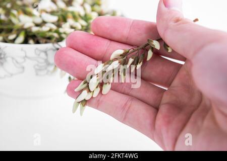 Sophora japonica flower, Chinese spring food, Stock Photo