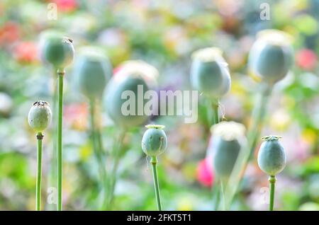 field of poppy seed capsules Stock Photo