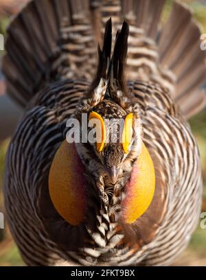 A Male Greater Prairie Chicken displaying on a spring day in Minnesota Stock Photo