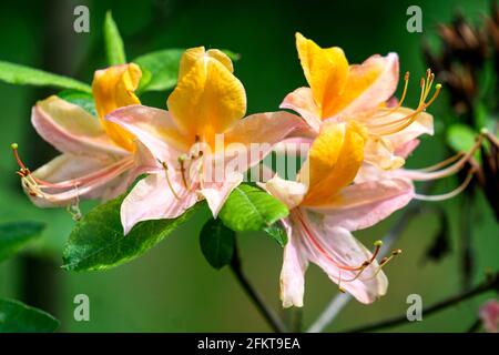 A rhododendron bush with many beautiful orange flowers. Stock Photo