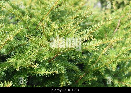 Taxus cuspidata, the Japanese yew or spreading yew, growing in Far East of Russia. Without berries Stock Photo