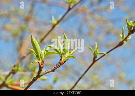 Young spring fresh leaves of apple tree. Spring background. Selective focus Stock Photo