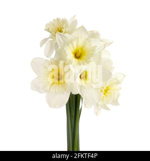 Beautiful pink rose flowers arrangement isolated on white background Stock Photo