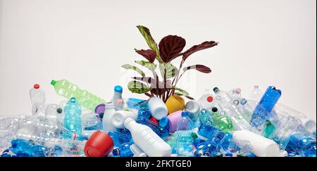 Plant that grows between plastic bottles and plastic caps. Concept of safeguarding nature and the environment. Plastic recycling concept. Plastic-free Stock Photo