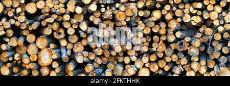 Logging industry. cut trees are stacked. logs before sawing into boards. tree cut panorama Stock Photo