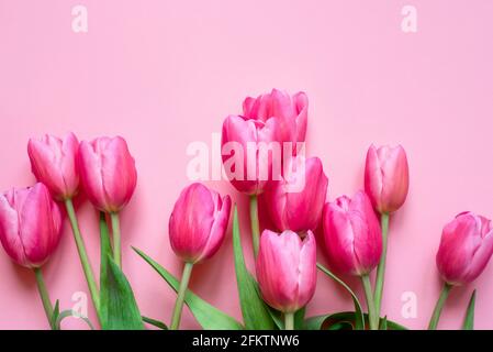 Fresh tulip flowers on a pink background. Bright spring background. Stock Photo