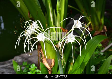 Spider lily or poison bulb (Crinum asiaticum) is a bulbous perennial plant native to tropical Asia. This photo was taken in Phuket, Thailand.