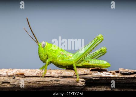 Green grasshopper hanging on the leaf against green background Stock Photo