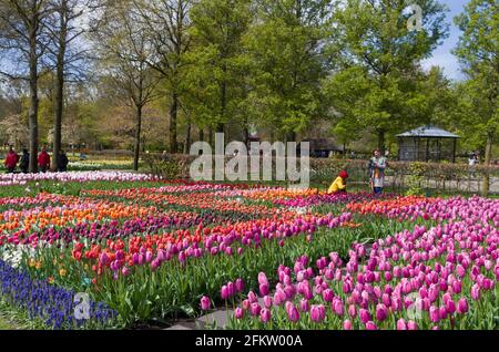 Keukenhof Gardens, Lisse, Netherlands; colourful flower beds Stock Photo