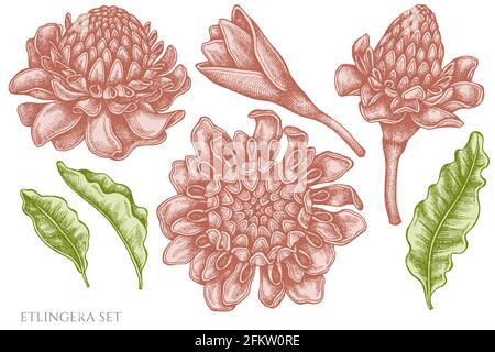 Vector set of hand drawn pastel etlingera Stock Vector