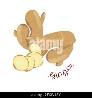 Ginger, slices and roots, with the name of the plant written on it, isolated on a white background. Vector illustration. Oriental spice. Stock Vector
